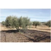 Imagen de MALLA ACEITUNAS CONFECC. 4X8MT