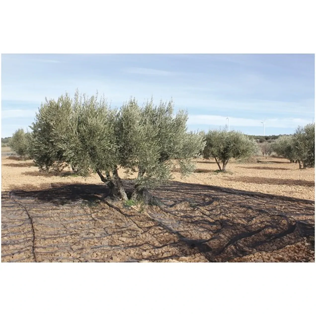 Imagen de MALLA ACEITUNAS CONFECC. 5X10M