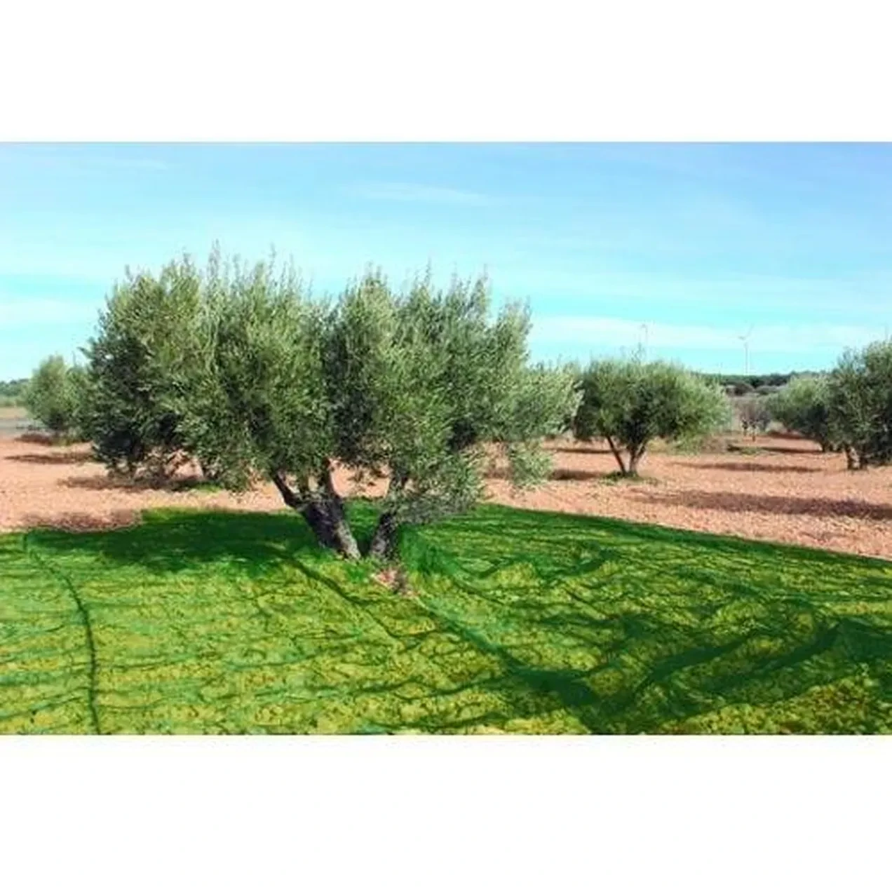 Imagen de MALLA ACEITUNAS CONFECC. 5X10M