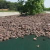 Imagen de MALLA ANTIHIERBA GEOTEX 1,60X250M MARRON 101436