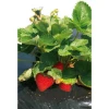 Imagen de MALLA ACOLCHAMIENTO ESPECIAL FRESAS 1,40X10MTS