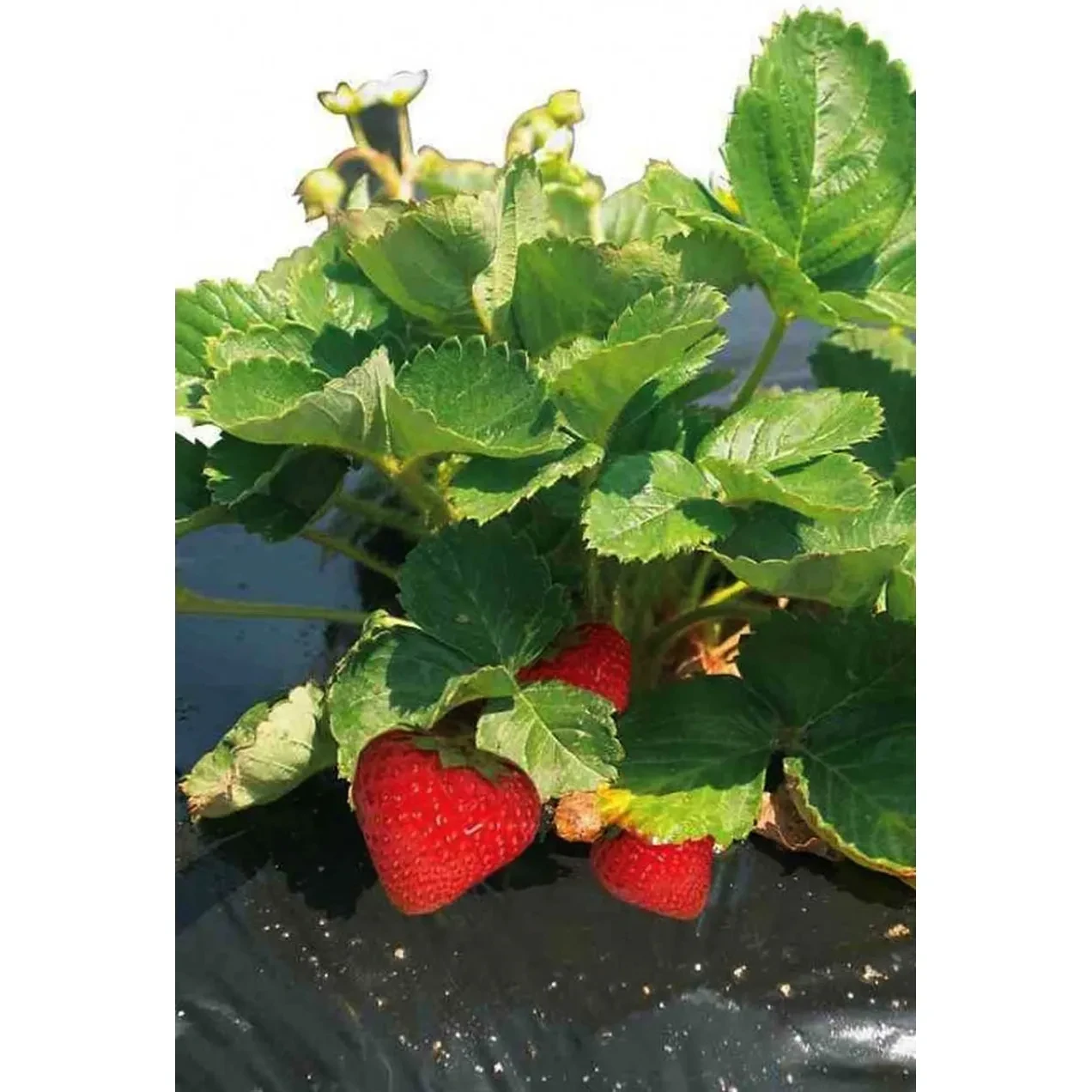 Imagen de MALLA ACOLCHAMIENTO ESPECIAL FRESAS 1,40X10MTS
