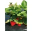 Imagen de MALLA ACOLCHAMIENTO ESPECIAL FRESAS 1,40X10MTS
