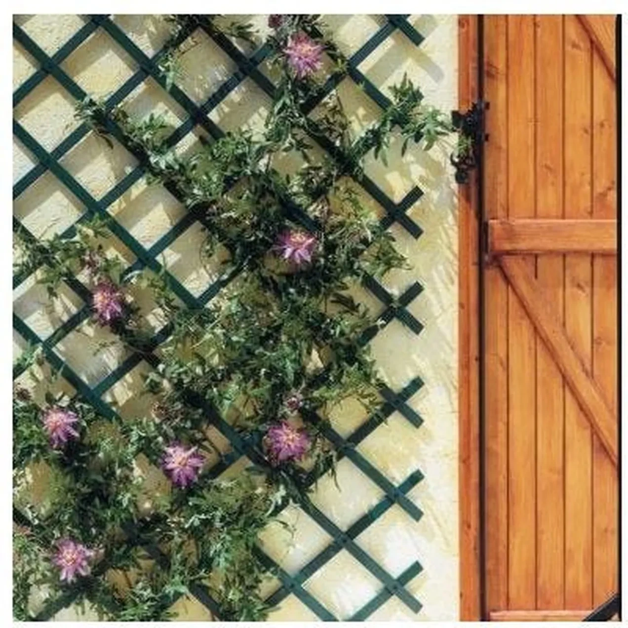 Imagen de CELOSIA JARD 1X2MT TRELLIFLEX