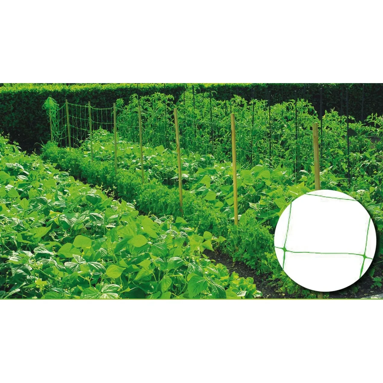 Imagen de RGX MALLA ENTUTORAR 15X15CM 2,00X10M VERDE RGX MALLA ENTUTORAR 15X15CM 2,00X10M VERDE