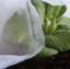 Imagen de TELA PROTECCION CULTIVO 30 GR