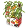 Imagen de HUERTO URBANO TOMATE CHERRY BA